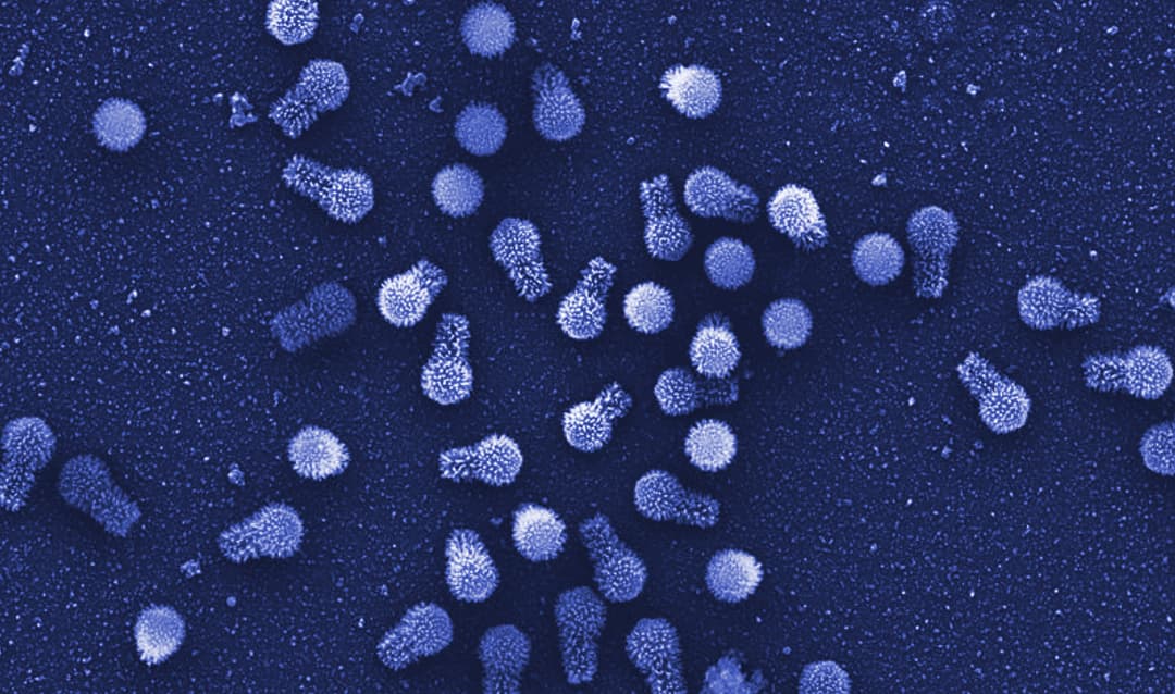 فيروسات عملاقة تحمل شيفرة وراثية قد تستطيع التحكم بعملية الاستقلاب عند الأحياء