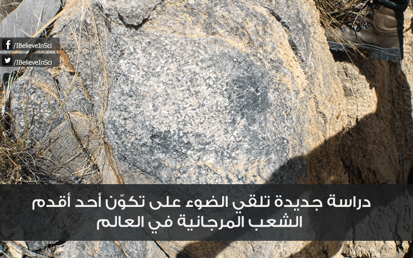 أقدم الشعب المرجانية في العالم
