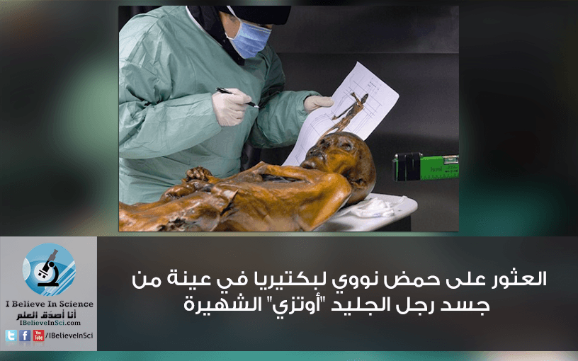 العثور على حمض نووي لبكتيريا في جسد رجل الجليد "أوتزي" الشهيرة