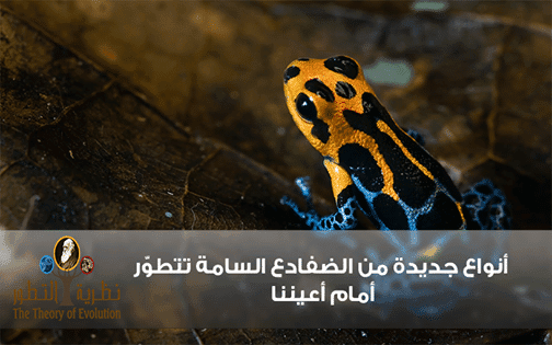 أنواع جديدة من الضفادع السامة تتطوّر أمام أعيننا