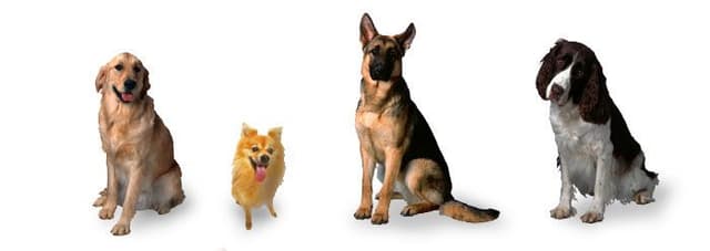 كيف يحدث التطوّر؟