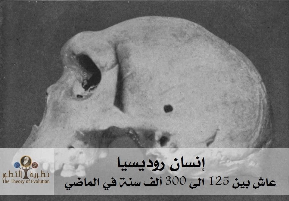 إنسان روديسيا
