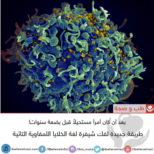 فك شيفرة لغة الخلايا اللمفاوية T ، حجر الرشيد الخاص بالجهاز المناعي تم اكتشافه