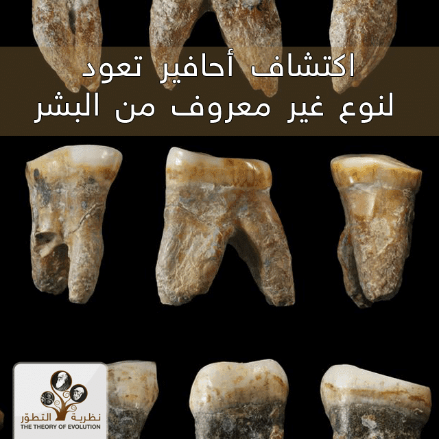 اكتشاف أحافير تعود لنوع غير معروف من البشر
