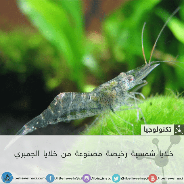 خلايا شمسية رخيصة مصنوعة من خلايا الجمبري