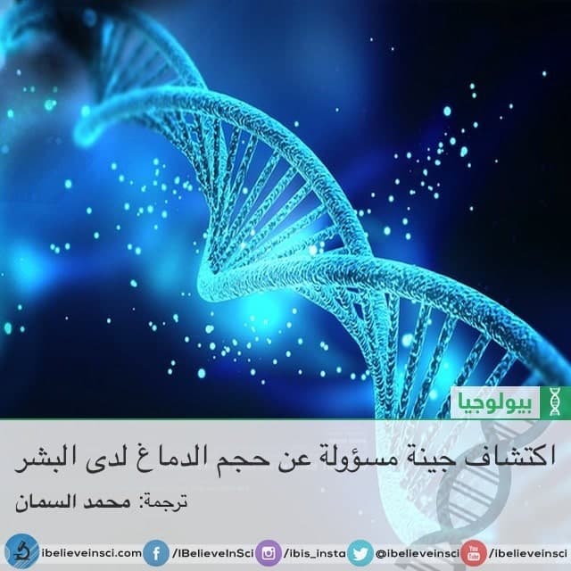 اكتشاف جينة مسؤولة عن حجم الدماغ لدى البشر