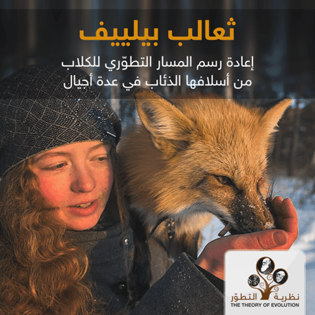 ثعالب بيلييف