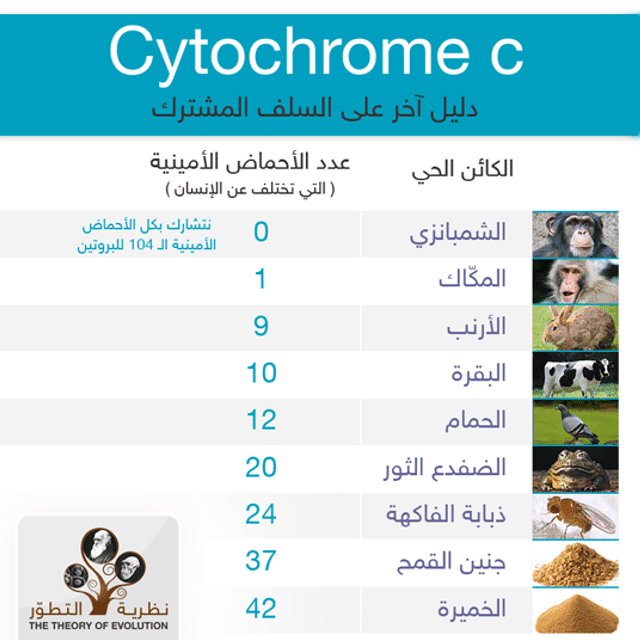 Cytochrome c ، دليل وراثي على السلف المشترك