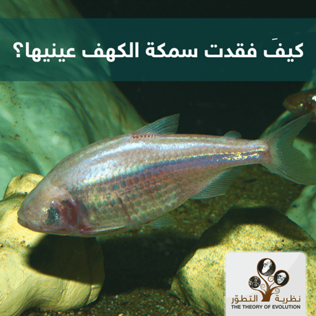 كيف فقدت سمكة الكهف عينيها؟