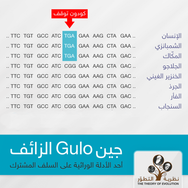 جين GULO الزائف ، دليل وراثي على السلف المشترك