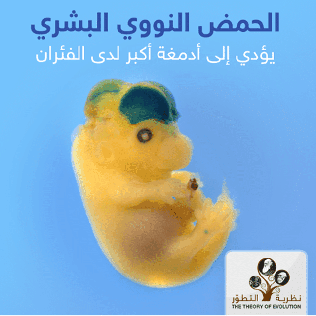 الحمض النووي البشري يؤدي إلى أدمغة أكبر لدى الفئران