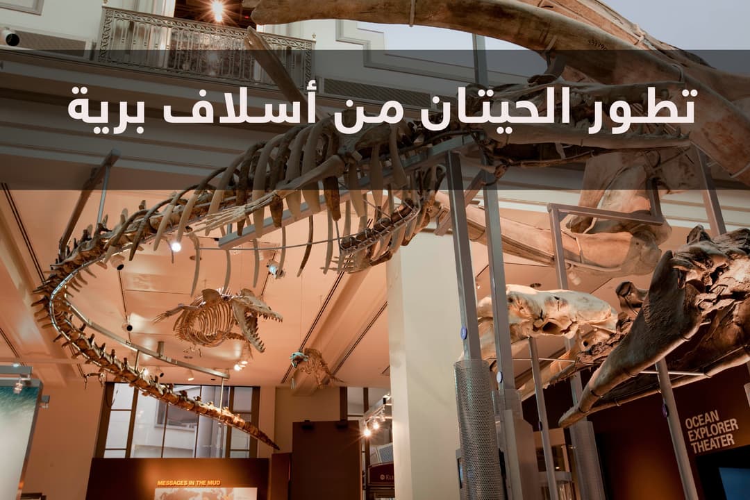 تطور الحيتان من أسلاف برية