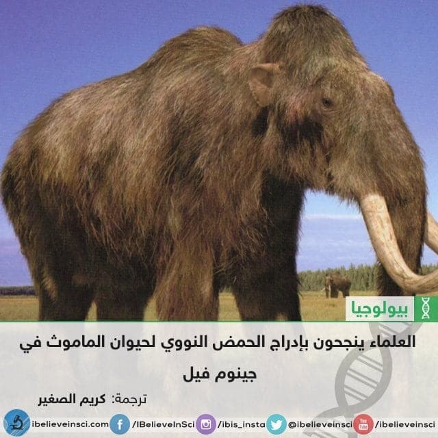 العلماء ينجحون بإدراج الحمض النووي لحيوان الماموث في جينوم فيل