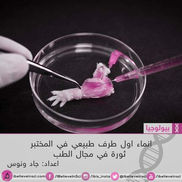 انماء اول طرف طبيعي في المختبر - ثورة في مجال الطب