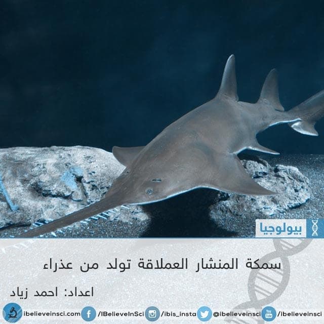 سمكة المنشار العملاقة تولد من عذراء