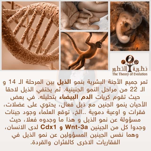 جينات الذيل عند الانسان | نظرية التطور