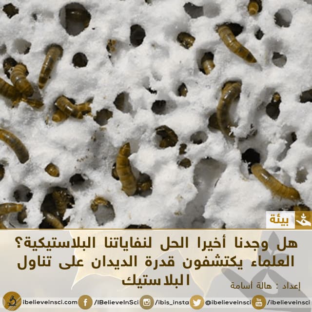 هل وجدنا أخيرا الحل لنفاياتنا البلاستيكية؟ العلماء يكتشفون قدرة الديدان على تناول البلاستيك