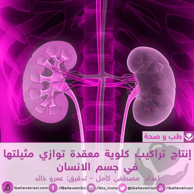 إنتاج تراكيب كلوية معقدة توازي مثيلتها في جسم الانسان