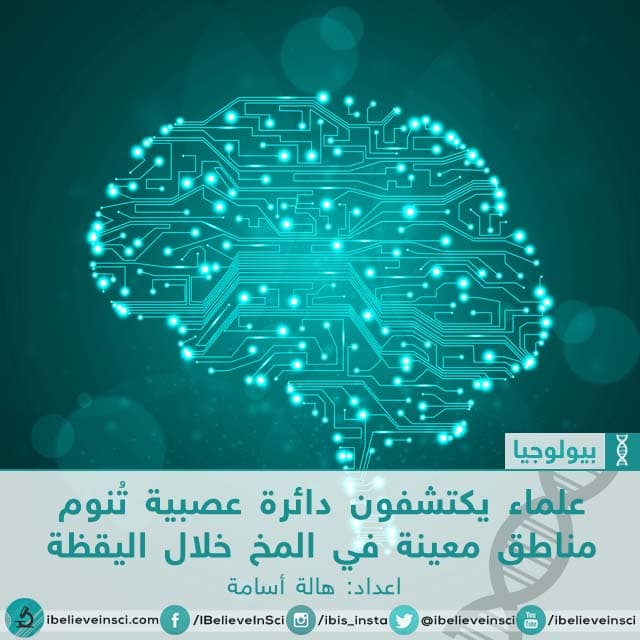 علماء يكتشفون دائرة عصبية تنوم مناطق معينة في المخ خلال اليقظة