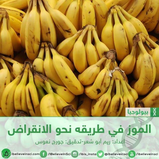الموز في طريقه نحو الانقراض