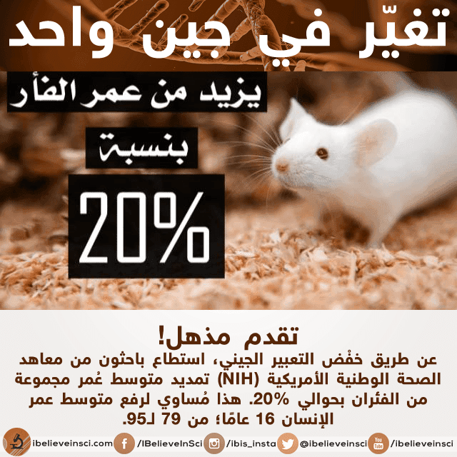 تغير في جين واحد يزيد من عمر الفار بنسبة 20%
