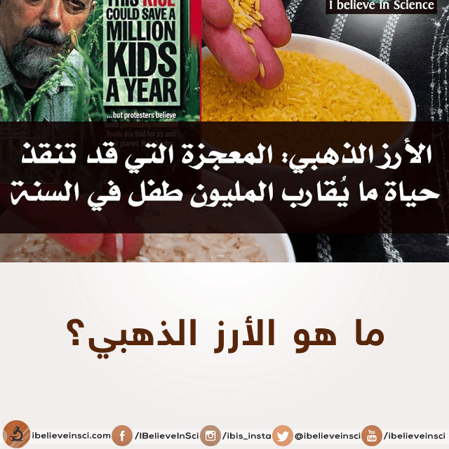 الأرز الذهبي