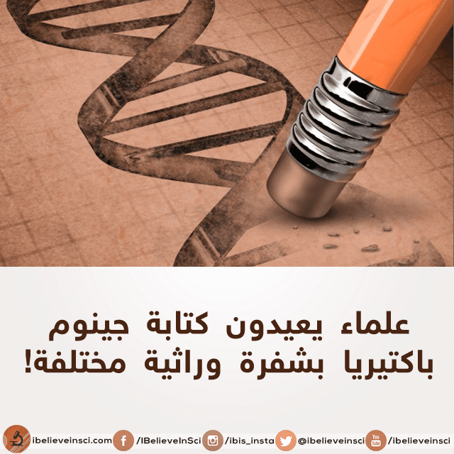 علماء يعيدون كتابة جينوم باكتيريا بشفرة وراثية مختلفة!