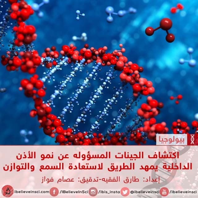 إكتشاف الجينات المسؤولة عن نمو الأذن الداخلية يمهد الطريق لاستعادة السمع والتوازن