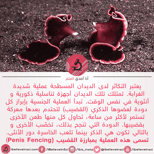 بالفيديو: التكاثر عند الديدان المسطحة