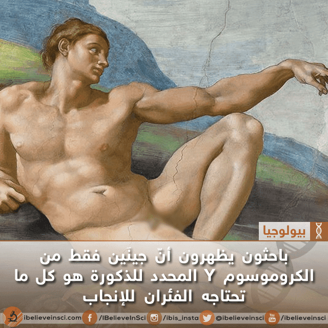 جينين فقط من الكروموسوم Y المحدد للذكورة هو كل ما تحتاجه الفئران للإنجاب