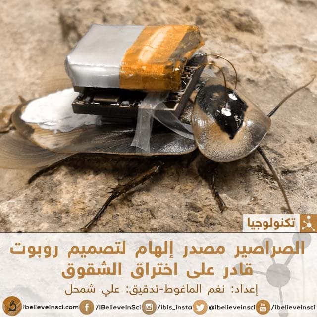 الصراصير مصدر إلهام لتصميم روبوت قادر على اختراق الشقوق
