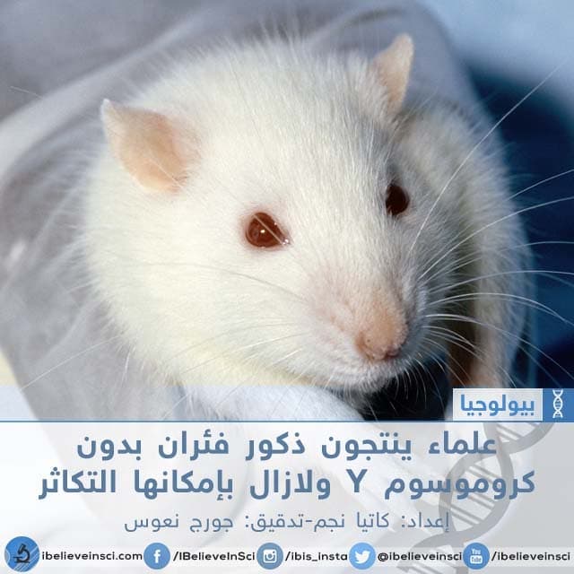 علماء ينتجون ذكور فئران بدون كروموسوم Y ولازال بإمكانها التكاثر