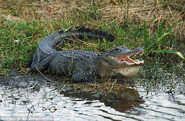 لماذا تحمي التماسيح أعشاش الطيور؟