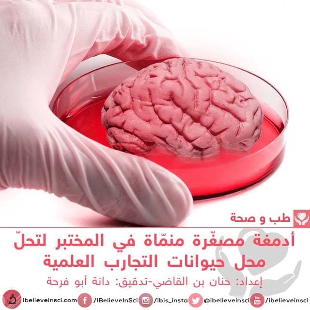 أدمغة مصغّرة منمّاة في المختبر لتحلّ محل حيوانات التجارب العلمية