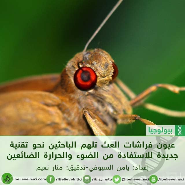 عيون فراشات العث تلهم الباحثين نحو تقنية جديدة للاستفادة من الضوء والحرارة الضائعين