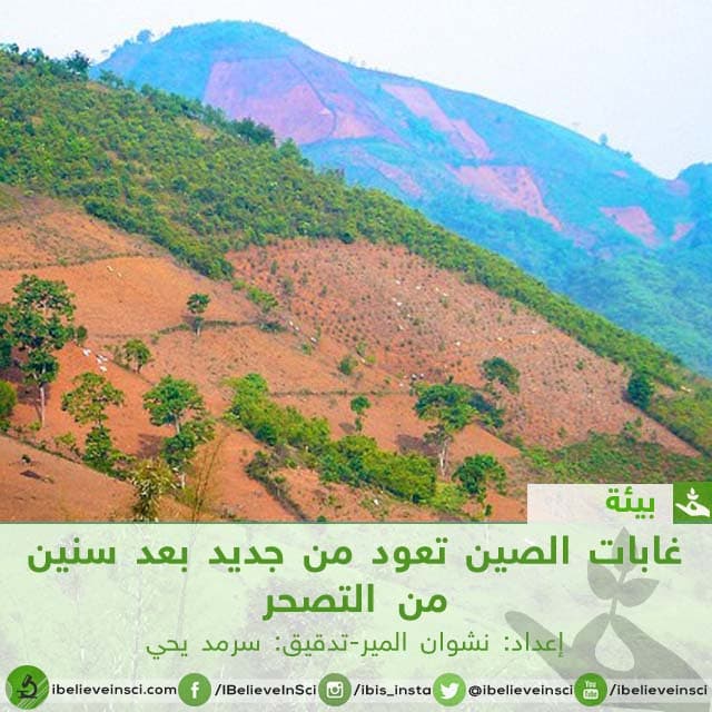 غابات الصين تعود من جديد بعد سنين من التصحر