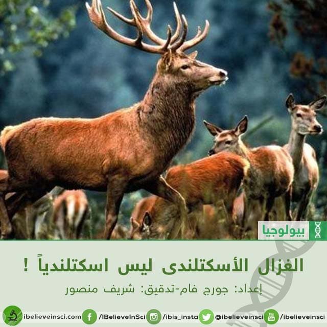 الغزال الأسكتلندى ليس اسكتلندياً