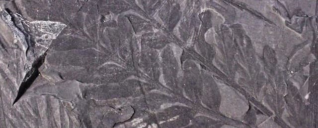 بدأ العلماء بكشف أسرار الغابات الأحفورية الشاسعة في القارة القطبية الجنوبية