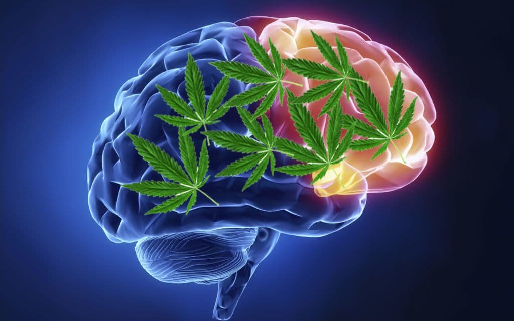 يزيد تدخين الماريجوانا من حجم أدمغة المراهقين ، لكن هل هذا جيد أم سيئ ؟