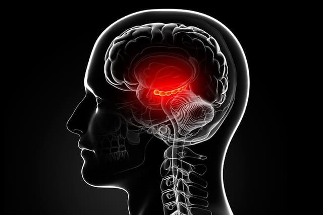 الحصين : ما هو الحصين وما أهميته في الذاكرة والتعلم والأمور الأخرى؟