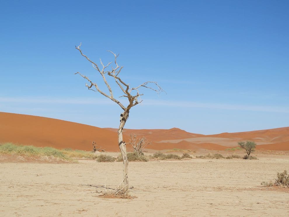 ما هو النظام البيئي؟ مما يتكون وما هي عوامل الخطر عليه