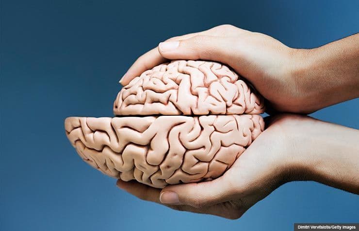 هل ينكمش الدماغ بمرور العمر ؟