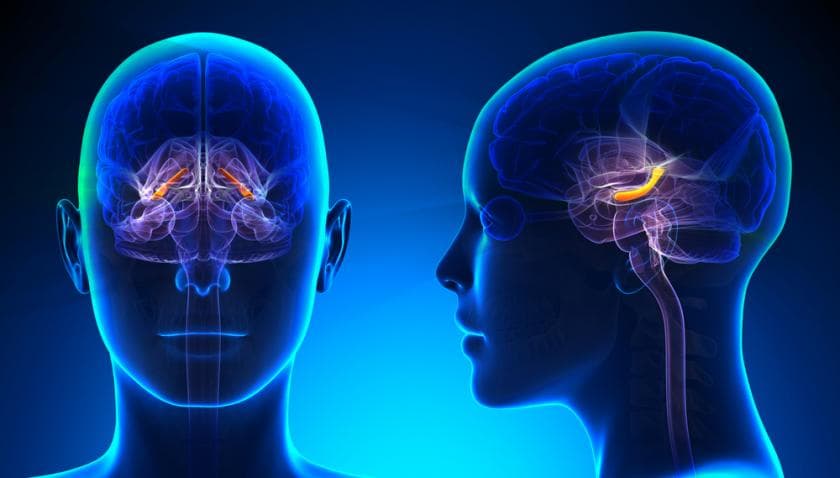 الدماغ يعيد استشارة نفسه قبل اتخاذ أي قرار