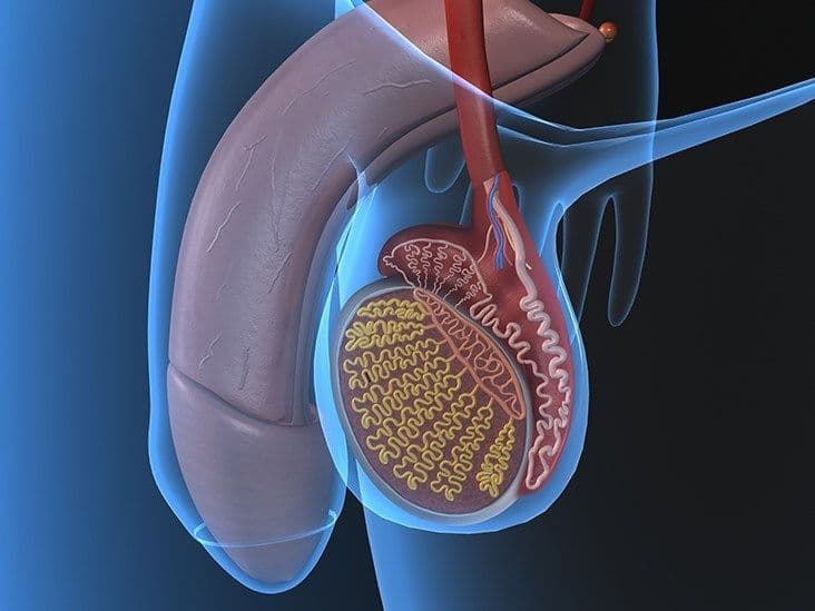 التهاب الخصية Orchitis: الأسباب والأعرض والتشخيص والعلاج