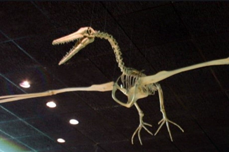 اكتشاف واحد من أقدم أنواع الطيور في العالم في نيوزيلندا