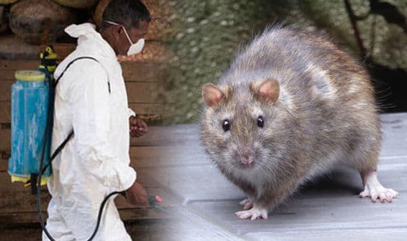 حمى لاسا: الأسباب والأعراض والتشخيص والعلاج