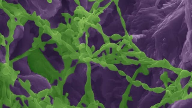 ميكروبات تستخرج الماء من الصخور في المناطق الصحراوية