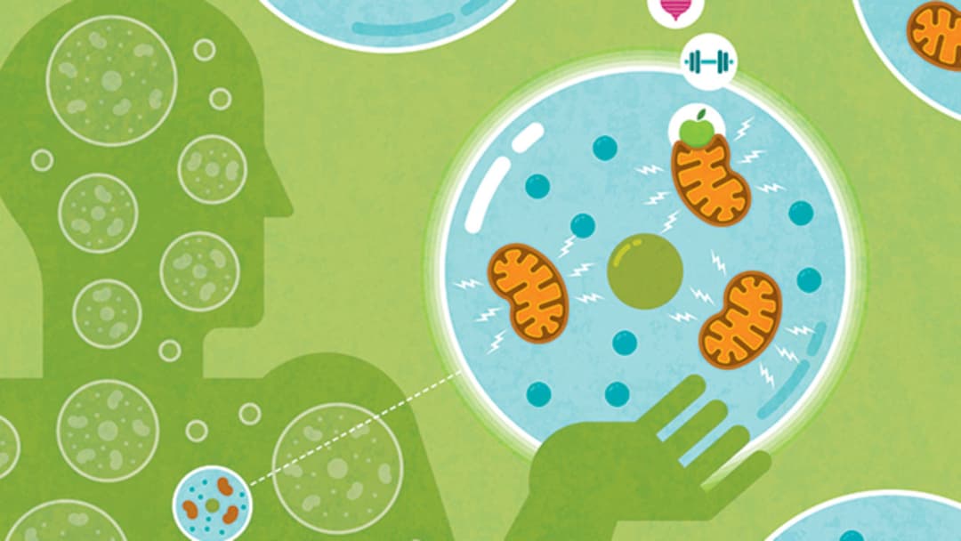 لأول مرة: العلماء يعدلون على الحمض النووي للميتوكوندريا