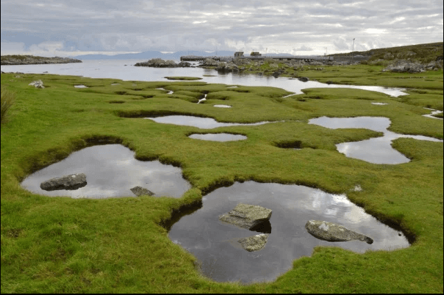 كيف يمكن أن تنقذ المستنقعات المالحة الأرواح في المستقبل؟