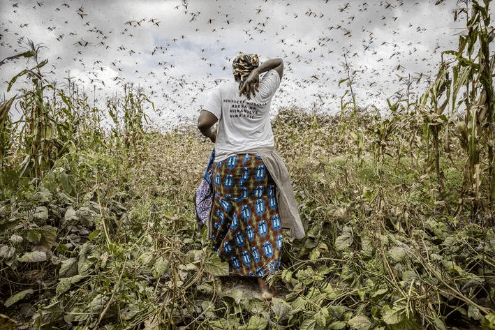 الجراد في شرق أفريقيا: خطر يتربص بالبلدان العربية
